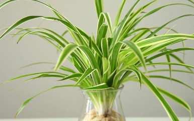 什么是适合室内水培植物和家庭水培植物？