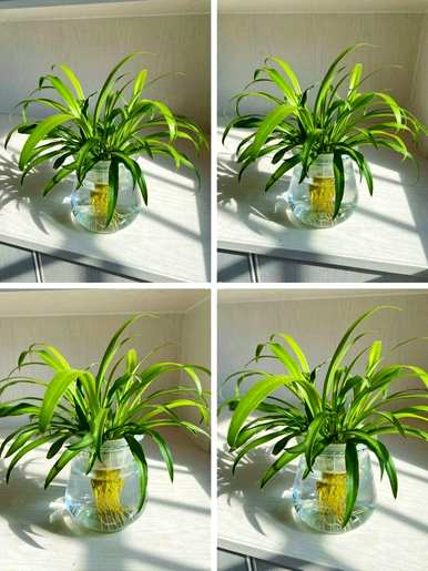 什么是适合室内水培植物和家庭水培植物？