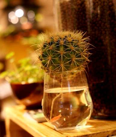 什么是适合室内水培植物和家庭水培植物？