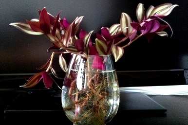 什么是适合室内水培植物和家庭水培植物？