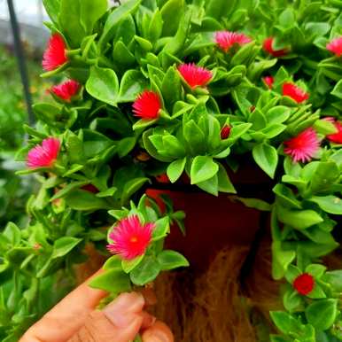什么是适合室内水培植物和家庭水培植物？