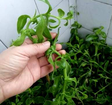 什么是适合室内水培植物和家庭水培植物？