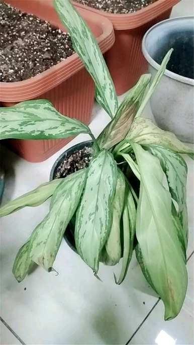 如何养银皇后绿植，银皇后绿植的风水寓意