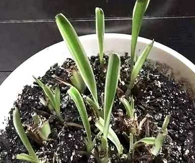 吊兰如何剪枝移栽，吊兰如何剪枝移栽视频教程