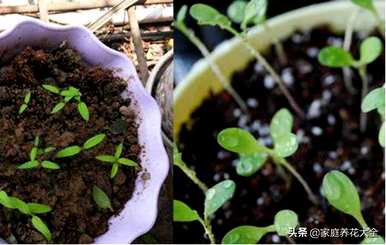 如何种植矢车菊，如何种植矢车菊种子