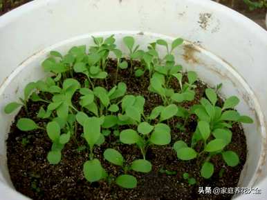 如何种植矢车菊，如何种植矢车菊种子