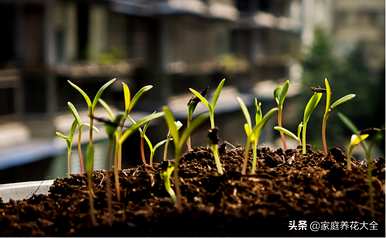 如何种植矢车菊，如何种植矢车菊种子