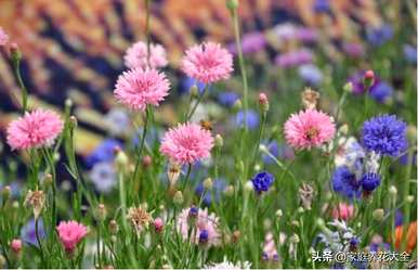 如何种植矢车菊，如何种植矢车菊种子