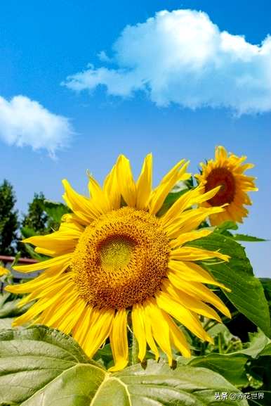 夏天常见的花是什么，夏天常见的花是什么