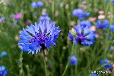 夏天常见的花是什么，夏天常见的花是什么