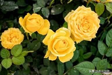 夏天常见的花是什么，夏天常见的花是什么