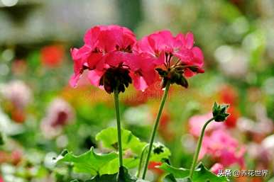 夏天常见的花是什么，夏天常见的花是什么
