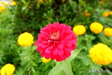 夏天常见的花是什么，夏天常见的花是什么