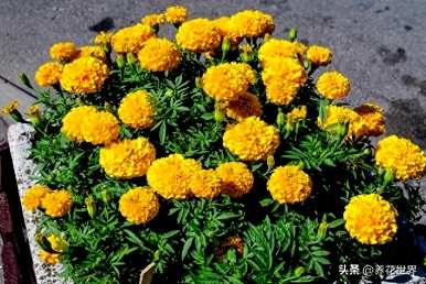 夏天常见的花是什么，夏天常见的花是什么