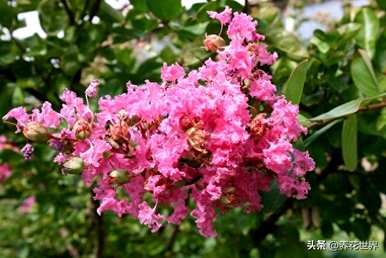 夏天常见的花是什么，夏天常见的花是什么