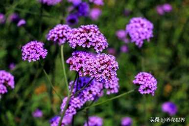 夏天常见的花是什么，夏天常见的花是什么