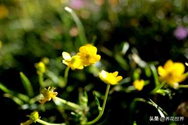 夏天常见的花是什么，夏天常见的花是什么