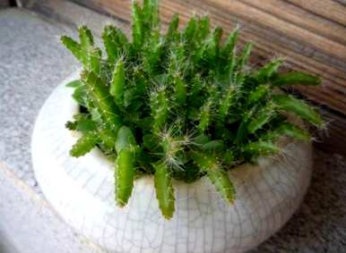 如何种植火龙果幼苗，挖出火龙果幼苗，然后种植