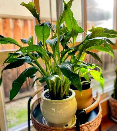 如何种植马蹄莲种球，最好在几个月内种植彩色马蹄莲种球