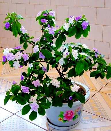 双色茉莉花几月开花，双色茉莉花几月开花