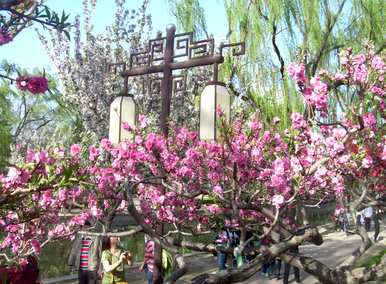 现在季节开什么花，月份开什么花？