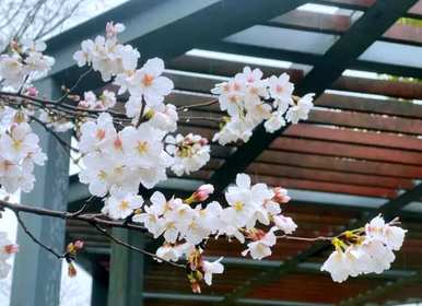 现在季节开什么花，月份开什么花？