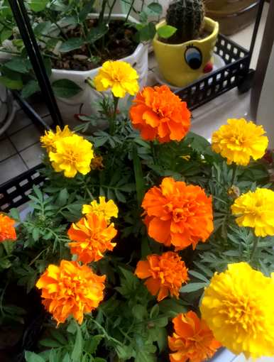 现在季节开什么花，月份开什么花？