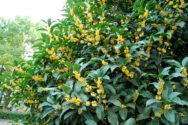 院子里桂花树种哪个方向最好，什么时候种桂花树最好？
