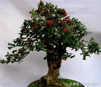 枸骨盆景怎么养？枸骨盆景适合新手养吗？