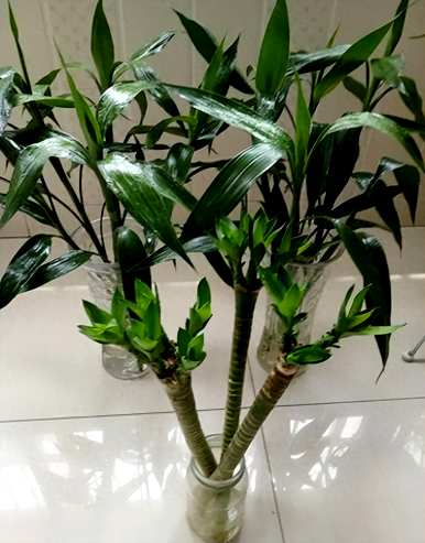富贵竹好养活吗？富贵竹适合养活吗？