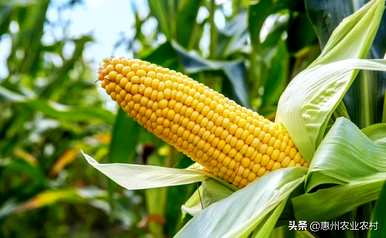 如何种植甜玉米，如何种植甜玉米