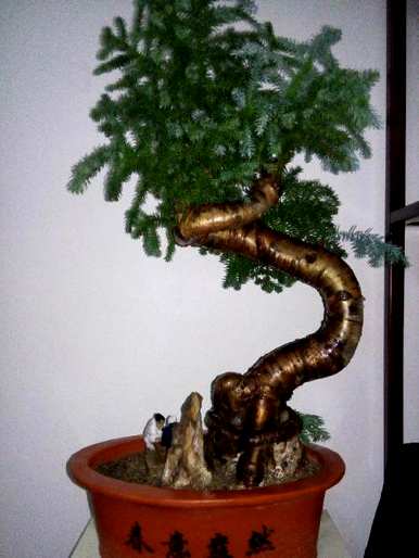 澳洲杉长得快吗？澳洲杉怎么长得快？