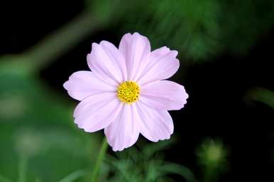 波斯菊花种子发芽几天，波斯菊花发芽适宜温度