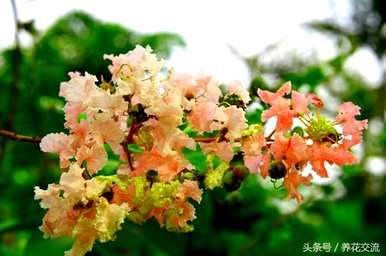 庭院常青小灌木品种花境推荐，小灌木品种有哪些？
