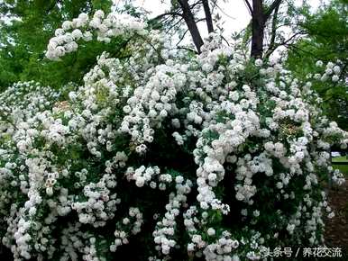 庭院常青小灌木品种花境推荐，小灌木品种有哪些？