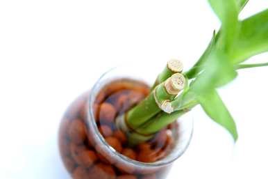 富贵竹养得茂盛代表运气好吗？富贵竹怎么养才茂盛？