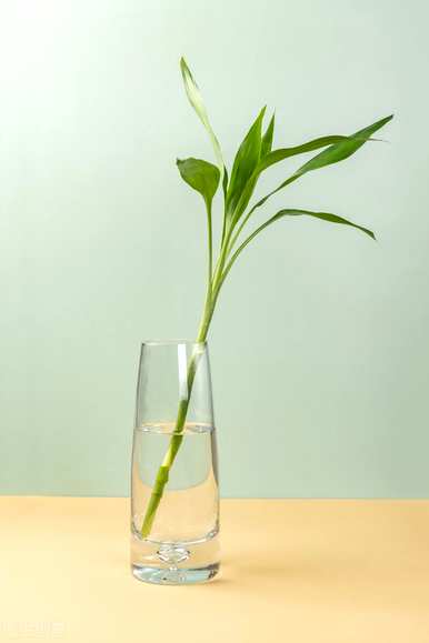 富贵竹养得茂盛代表运气好吗？富贵竹怎么养才茂盛？