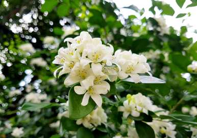 为什么九里香不开花，九里香不开花？
