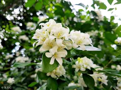 为什么九里香不开花，九里香不开花？