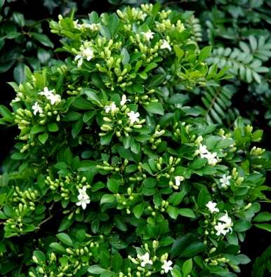 为什么九里香不开花，九里香不开花？