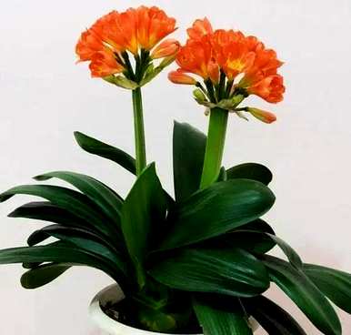绿色植物代表什么意思，好植物的名字是什么？