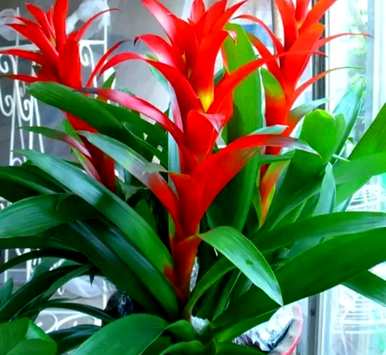 绿色植物代表什么意思，好植物的名字是什么？