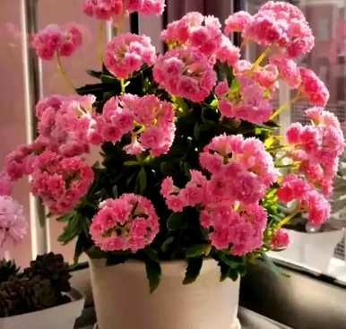 绿色植物代表什么意思，好植物的名字是什么？
