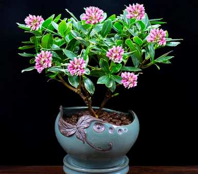 绿色植物代表什么意思，好植物的名字是什么？