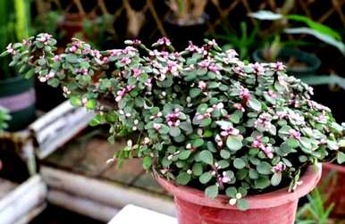 绿色植物代表什么意思，好植物的名字是什么？