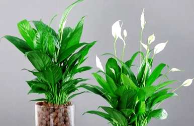绿色植物代表什么意思，好植物的名字是什么？