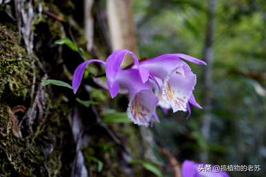 马来西亚野生兰花品种有哪些？野生兰花有哪些品种？