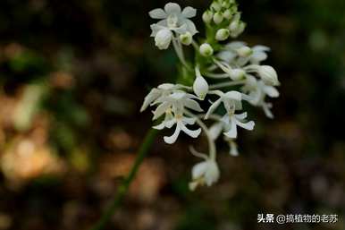 马来西亚野生兰花品种有哪些？野生兰花有哪些品种？