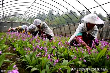白芨何时种植，白芨药材种植视频