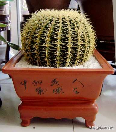 金虎仙人球常见病，金虎仙人球怎么养？